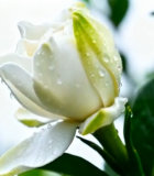 带水珠白色花朵特写3387#横屏 