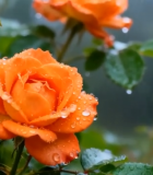 带水珠的橙色玫瑰花特写57#横屏 