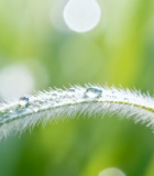 带露珠小草微距特写画面8726#横屏 