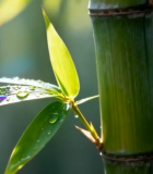 带露珠的竹叶与竹干特写8397#横屏 