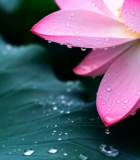 带水珠的粉色荷花荷叶特写14089#横屏 