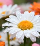 带水珠的多彩雏菊特写10902#横屏 