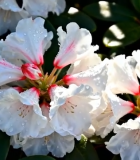 带水珠的白色杜鹃花特写584#横屏 