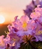 带露珠的紫色花朵日出景象5641#横屏 