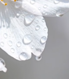 	 带水滴的白色花朵特写2357#横屏 