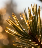 带露珠的松针特写11385#横屏 