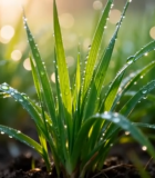 带露珠的嫩绿草地特写3964#横屏 