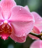 带水珠的粉色蝴蝶兰特写13078#横屏 