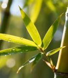 带露珠的竹叶特写1396#横屏 