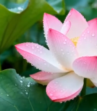 带水珠的粉色荷花特写(2)7219#横屏 