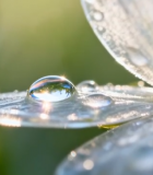 带露珠的白色花朵特写11611#横屏 