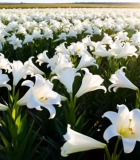 大片白色百合花田景观490#横屏 