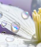 带露珠的白色花朵微距画面6393#横屏 