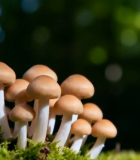 森林中生长的蘑菇特写11011#横屏 