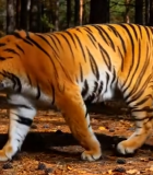 森林中行走的老虎(2)4261#横屏 