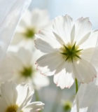 窗边白色花朵特写6959#横屏 