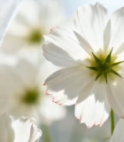 窗边白色花朵特写6959#横屏 