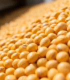 传送带上的大豆素材11757#横屏 