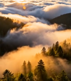 森林云海日出全景(1)6121#横屏 