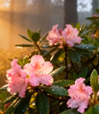 森林中带露珠的粉色花朵9327#横屏 
