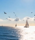	 大海上航行的帆船与飞翔海鸥1555#横屏 