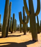 沙漠中林立的仙人掌景观4473#横屏 