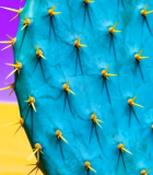 沙漠中的蓝绿色仙人掌特写9190#横屏 