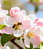 	 春天蜜蜂采蜜花朵特写9184#横屏 