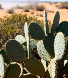 沙漠中的仙人掌植物14004#横屏 