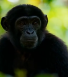 丛林中黑猴子特写14288#横屏 