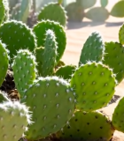 沙漠中的仙人掌特写(1)14115#横屏 