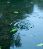 沙漠中的仙人掌特写()10654#横屏 