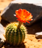 沙漠中带花的仙人球特写11968#横屏 