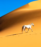 沙漠中白马行走画面4470#横屏 