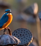 翠鸟栖息于莲蓬上景象6348#横屏 