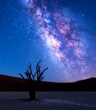 沙漠夜空下的枯树与星空4519#横屏 