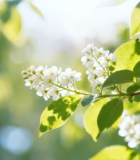 春日绽放的白色花朵特写5637#横屏 