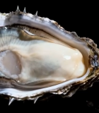 打开的新鲜生蚝特写素材2133#横屏 