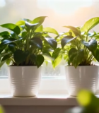 窗台上的绿植盆栽5767#横屏 