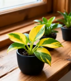 窗台上的盆栽绿植12951#横屏 