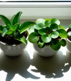 窗台上的多盆绿植盆栽9447#横屏 