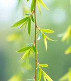 垂柳柳枝柳叶特写素材11798#横屏 