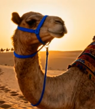 沙漠骆驼夕阳下特写11504#横屏 