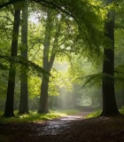 森林中阳光穿透树木景象8252#横屏 