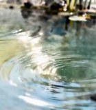 森林中阳光照耀下的蕨类植物918#横屏 