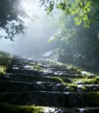 森林中长满青苔的石阶画面1564#横屏 