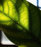 窗前绿叶阳光照射特写13069#横屏 