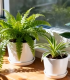 窗台上的绿植盆栽(1)12725#横屏 