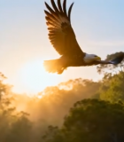 森林中雄鹰展翅飞翔13954#横屏 