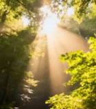 森林阳光穿透树叶景象13970#横屏 